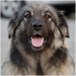 Karst Shepherd 0