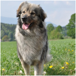 Karst Shepherd 4