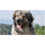 Karst Shepherd 6