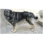 Karst Shepherd 8