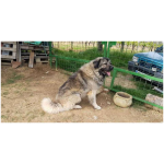 Karst Shepherd 9
