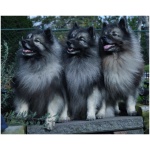 Keeshond 9