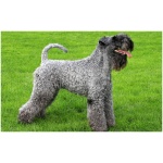 Kerry Blue Terrier 9