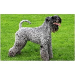 Kerry Blue Terrier 9