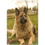King Shepherd 9