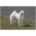 Kishu Ken 0