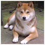 Kishu Ken 1