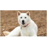 Kishu Ken 2