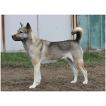 Kishu Ken 3