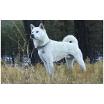 Kishu Ken 4