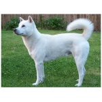 Kishu Ken 5