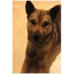 Kishu Ken 7