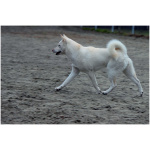 Kishu Ken 8