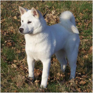 Kishu Ken 9