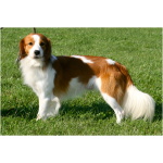 Kooikerhondje 0