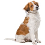 Kooikerhondje 1