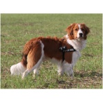 Kooikerhondje 2