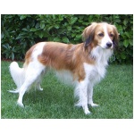 Kooikerhondje 3