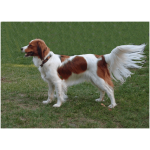 Kooikerhondje 5