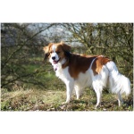 Kooikerhondje 7