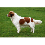 Kooikerhondje 8