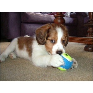 Kooikerhondje 9