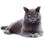 Korat 9