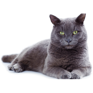 Korat 9