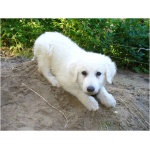 Kuvasz 9