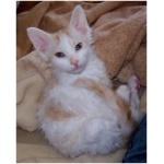 LaPerm cat 9