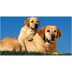 Labrador Retriever 0