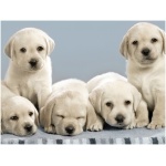 Labrador Retriever 2