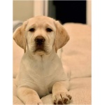 Labrador Retriever 3