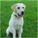 Labrador Retriever 4