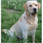 Labrador Retriever 5