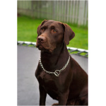Labrador Retriever 7