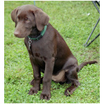 Labrador Retriever 8