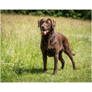 Labrador Retriever 9