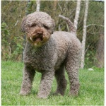 Lagotto Romagnolo 9