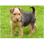 Lakeland Terrier 4