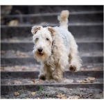Lakeland Terrier 9