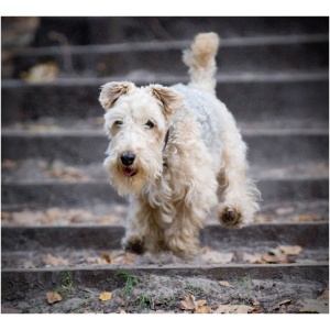 Lakeland Terrier 9