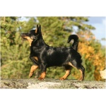 Lancashire Heeler 2