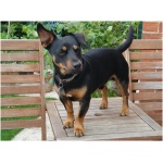 Lancashire Heeler 3