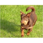 Lancashire Heeler 5