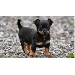 Lancashire Heeler 7