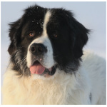 Landseer 3