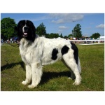 Landseer 7