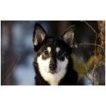 Lapponian Herder 1
