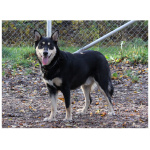 Lapponian Herder 6